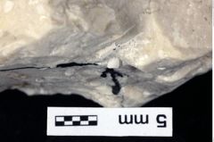 Foto (Detailansicht) von Munitheites kuepperi (Fraaije et al., 2019) (NHMW-GEO-1990-0041-0495)